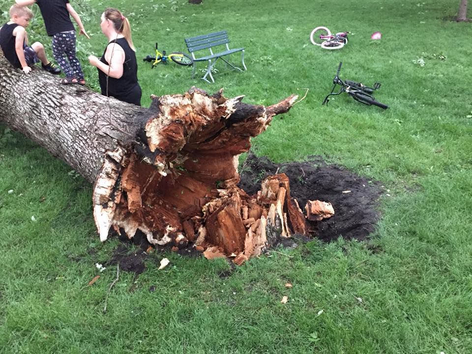 Uprooted tree